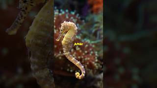 How Seahorse Dads Give Birth🧐 seahorses  funfacts [upl. by Rowland]