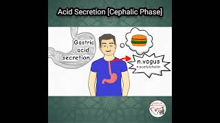 🍔 GASTRIC ACID SECRETION CEPHALIC PHASE [upl. by Miki]