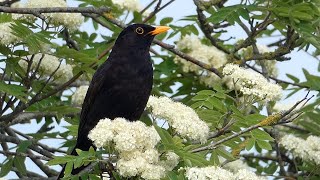 Bird Watching in a UK Garden April [upl. by Eigla]