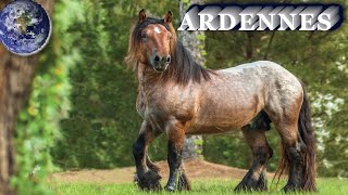 TOP Beautiful Ardennes Horse in the World [upl. by Batholomew]