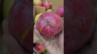 Brazil Red Mangos fruit [upl. by Yerok515]