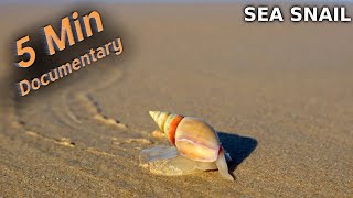 Sea Snail  5 Minute Documentary [upl. by Secnarfyram522]