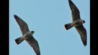 PEREGRINE FALCONS Aerobatics Lessons  Falco peregrinus [upl. by Hijoung762]