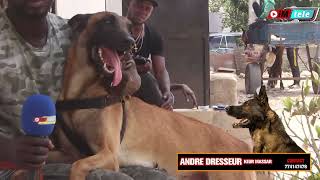 ANDRE DRESSEUR malinois cest un chien qui suivre les ordresil faut un bon dresseur pour léduquer [upl. by Raynor]