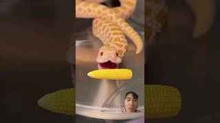 Its corn 🌽 corn funny snake animals [upl. by Wolk]