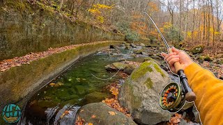 Fall Fly Fishing for BEAUTIFUL Wild Trout Rainbow Trout [upl. by Tu]