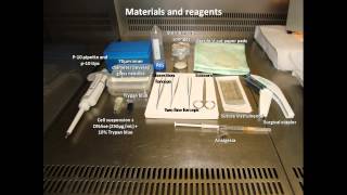 Medrano Germ Cell Transplantation into Mouse Testes Procedure [upl. by Bowlds]