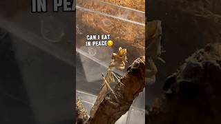 Praying Mantis Gets A New Home [upl. by Anitnelav]