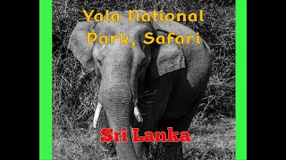 Safari Adventure Exploring Yala National Park In Sri Lanka The Ultimate World Cruise [upl. by Elinet]