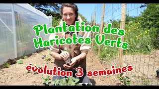 Plantation des Haricots Verts et évolution à 3 semaines [upl. by Cleave]