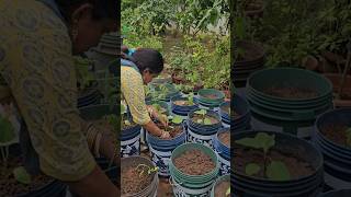 Brinjal plants plantation brinjal mygarden shortvideo ytshorts gardening garden [upl. by Aryahay]