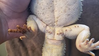 Bearded Dragon Clogged Femoral PoresWhat Are They How Do You Care For Them [upl. by Kappel]