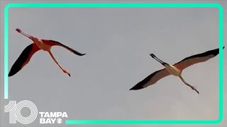 Flamboyance of flamingos spotted flying over Treasure Island [upl. by Jehiah]