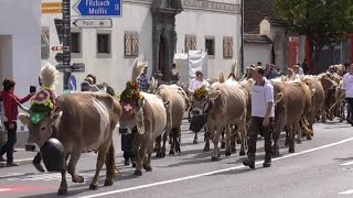 Alpabzug 2020 Näfels  CH  GL 24 und 26 September [upl. by Merat]