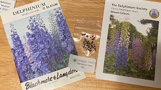 Starting Delphiniums From Seed [upl. by Ylime]