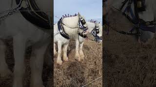 Traditional Horse Ploughing at the 73rd British National Ploughing Championships 13th October 2024 [upl. by Revolc72]