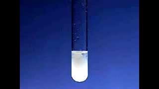 Reaction of NaCl sodium chloride and AgNO3 silver nitrate then Ammonia [upl. by Rani]