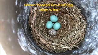 Brownheaded Cowbird Egg In Bluebird Nest  Now What [upl. by Ahsenrat634]