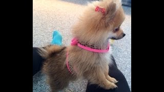 Cutest Teacup Pomeranian Puppy Ever [upl. by Dis]