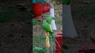 Parakeets Melody  Parrots Sound [upl. by Nylyahs321]