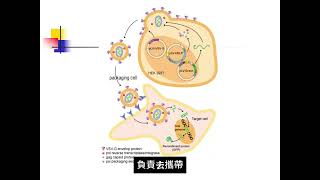 132Group VII：HBV Life Cycle amp Lentiviral Vector [upl. by Burnsed827]