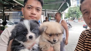 GOLDEN CHOW CHOW SA ARRANQUE PET MARKET INAHAN NYO NA [upl. by Oilime]