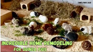 Tamis Piggy Vlog Incredible Home Remodeling for Guinea Pigs 20241011 EP160 [upl. by Missie]