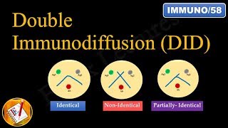 Double immunodiffusion Ouchterlony Double Diffusion FLImmuno58 [upl. by Ahkeber]