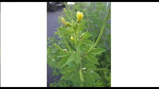 SPIRITUAL AND PHYSICAL USES OF DUA MAKO CLEOME VISCOSA [upl. by Pettiford]