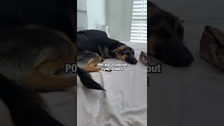 German Shepherd Tries To Hide Excitement dog [upl. by Joell]