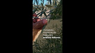 ¡TOMANDO MUESTRAS DE HOJA PARA ANÁLISIS FOLIARES [upl. by Valle]