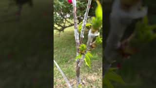 Multiple Graft Tree Multi Grafted Cherry Plum Peach plant [upl. by Ocin230]