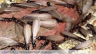 How to Perform a Subterranean Termite Job [upl. by Nebeur]