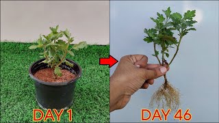 Grow ChrysanthemumsShevati Plant From Cuttings🌱 The Easiest Method Revealed 🤩 [upl. by Ollopa]