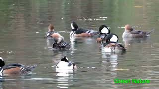 Hooded Mergansers sound and video [upl. by Lledniuq]