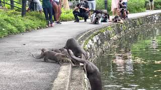 Nervous Otter Pups Get Swimming Lesson at Singapore Botanic Gardens [upl. by Nayt]