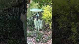 Walked my dog spotted fuzzy espostoa lanata cactus [upl. by Goldie]