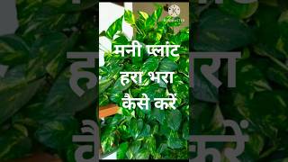 money plant care tipsgarden best plants [upl. by Oliric247]