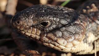 Baby Shingleback Lizard Tiliqua rugosa  Central Victoria Australia [upl. by Anaihr]