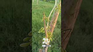 praying mantis vs lizard video  praying for armageddon  praying mantis vs  praying mantis 🦗 [upl. by Ibrab]