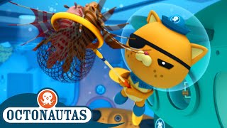 Octonautas  🕸️ Perseguindo o PeixeLeão 🐠  2ª Temporada  Melhores Partes [upl. by Alitha505]