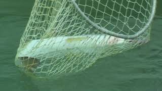 Wildside Adventures Travel Service  Belize River Lodge Tarpon Snook Bonefish [upl. by Ilagam]