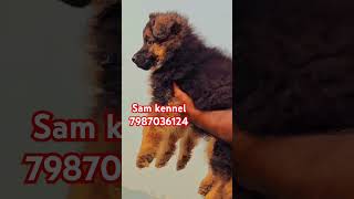 Long coat german shepherd puppies for sale in indore  ujjain and ratlam bhopal call me gor buyjng [upl. by Dalenna455]