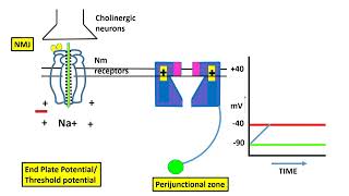 Excitation Contraction Coupling In The Skeletal Muscle [upl. by Llevron]