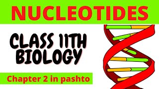 Nucleotides  FSc biology part 1  Cha – 2 in Pashto  Home of biology [upl. by Wartow]