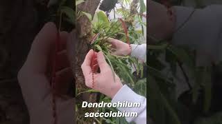 Talking about Dendrochilum saccolabium with Trey [upl. by Normandy]