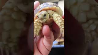 Speckled Padloper Tortoise [upl. by Blank800]