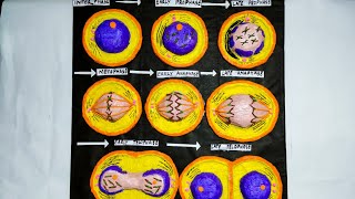 Mitosis Cell Division Model  Phases Of Mitosis  How to Make 3D Model Of Mitosis Cell Division [upl. by Nylirej386]