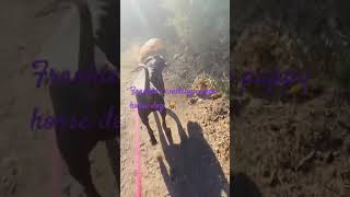 Frankie’s walking Saluki greyhound horse 🐶 dog bigpuppy babyanimals frankthebigpuppy [upl. by Amble]