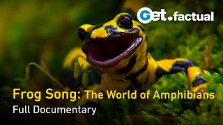 Frog Song The World of Amphibians  Full Documentary [upl. by Orfinger]